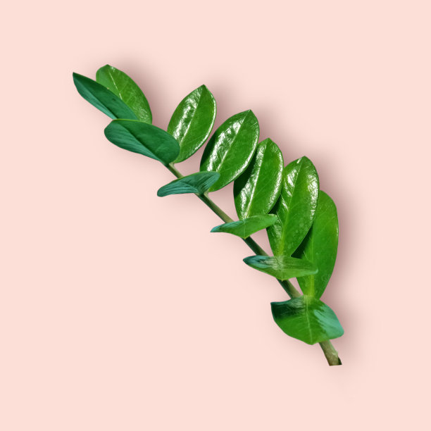 浅绿色的叶子，在粉红色的背景上有几条条纹重叠。图片下载