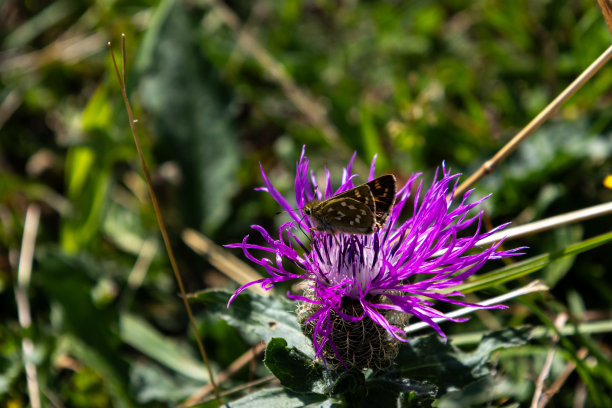 半人马花，上面有一只蝴蝶图片下载