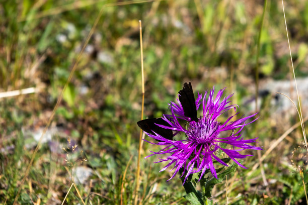 半人马花，上面有一只蝴蝶图片下载