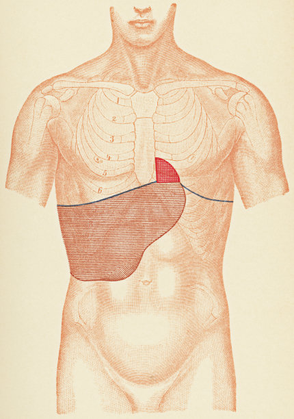 一个胆囊结石病人的打击乐考试点的人体躯干的医学说明，正面视图- 19世纪图片下载