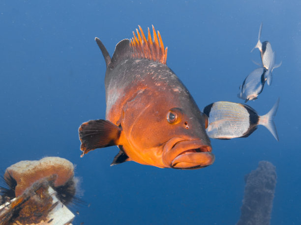 令人印象深刻的石斑鱼在蓝色的地中海图片下载