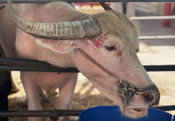 一只长着长角的牛在吃干草的照片，亚洲水牛的角从围栏里的蓝桶里伸出来。图片下载