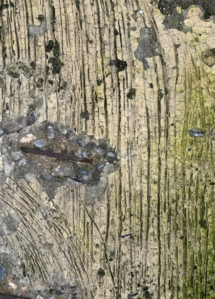 一张照片，一只鸟坐在长满苔藓的岩石上，岩石上的指甲印长满了苔藓。图片下载