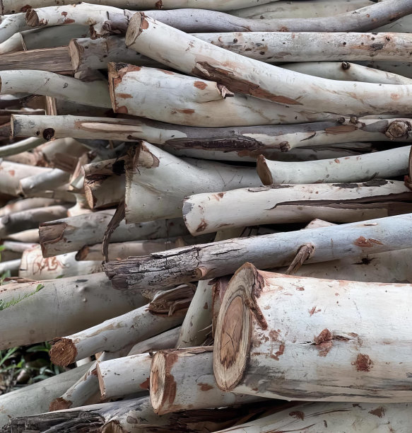 一堆木头上栖息着一只鸟的照片，一幢建筑的茅草屋顶上有一堆木头。图片下载