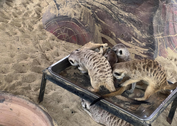 一张照片上三只猫鼬正坐在椅子上，猫鼬正坐在椅子上的沙滩上。图片下载