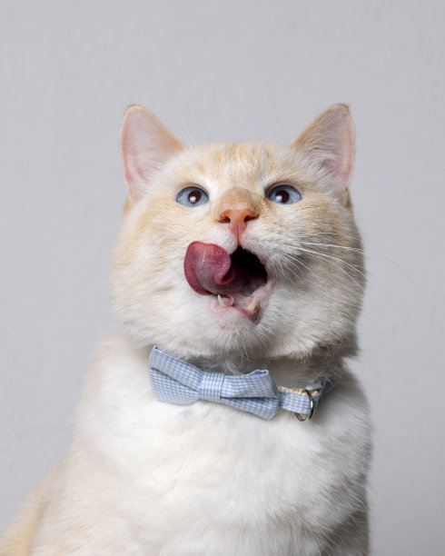 一只蓝色眼睛和蓝色领结的猫舔着他的嘴唇图片下载