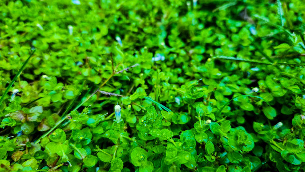 绿色背景图片下载