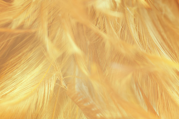 美丽的黄色羽毛纹理图案背景图片下载