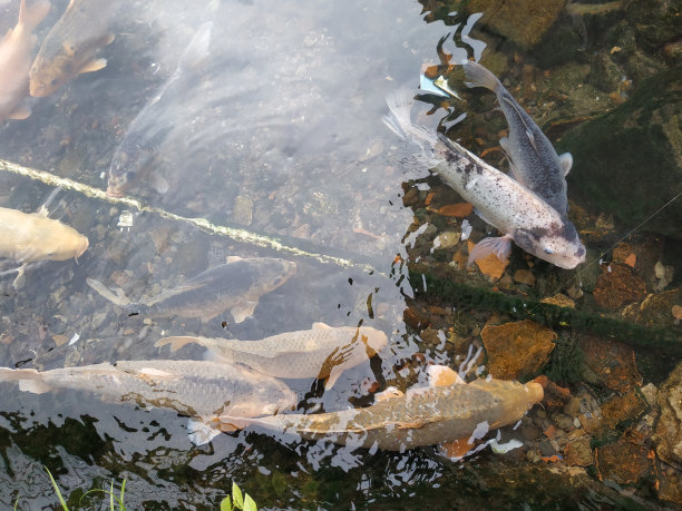 清水池塘里的金鱼图片下载