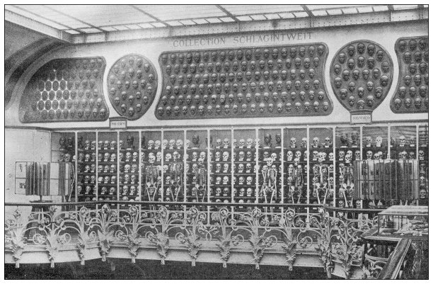 古董图片:古生物学和比较解剖学画廊，Muséum巴黎国家自然历史博物馆图片下载