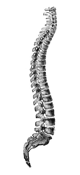 古董插图:人体脊柱图片下载