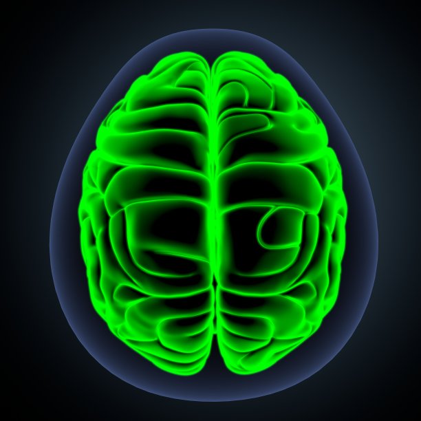 3d儿童大脑解剖图。图片下载