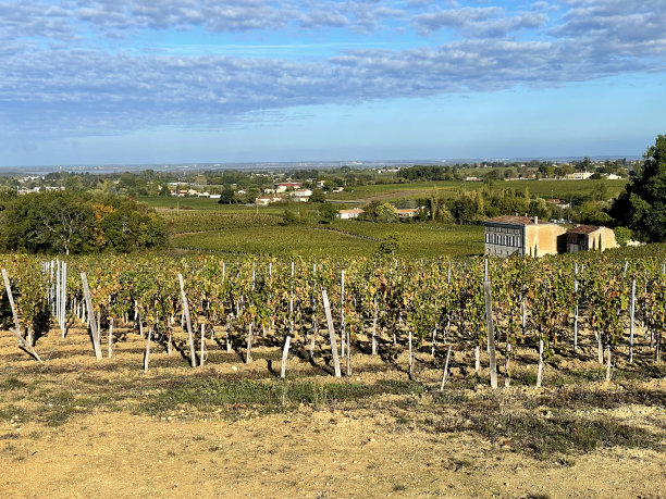 葡萄树码图片下载