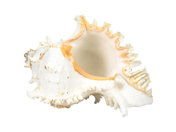 巨大的天然奶油色的空壳孤立在白色。图片下载