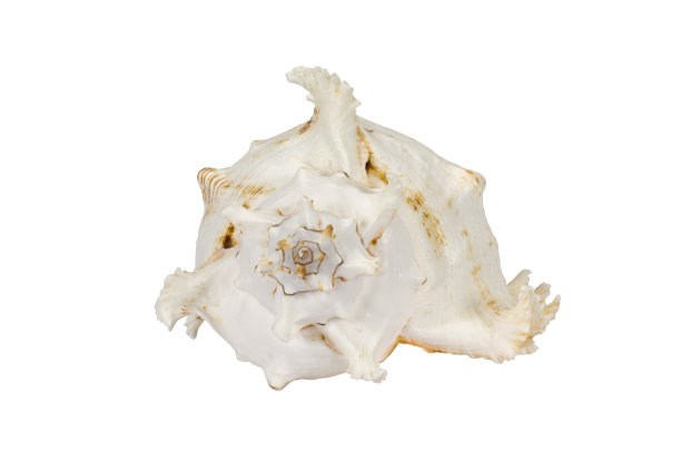 巨大的天然奶油色的空壳孤立在白色。图片下载