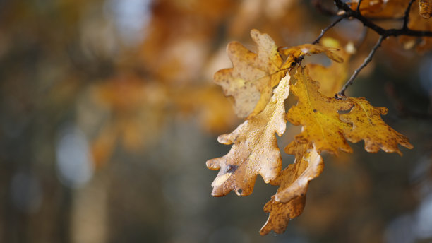 美丽的秋天图片与潮湿的橡树叶近距离，近距离和模糊的背景，宁静和铁沙那概念作为卡片模板网页横幅图片下载