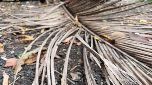 美丽的褐色干椰子叶在地上的图案图片下载