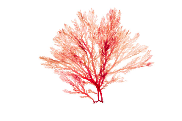 赤藻或红藻海藻分离于白色图片下载