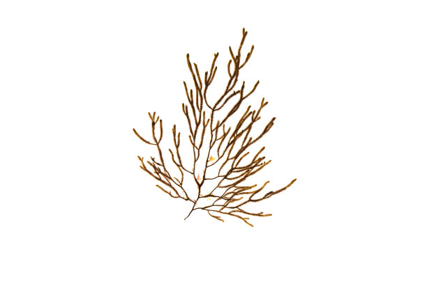 分离于白色上的褐藻图片下载