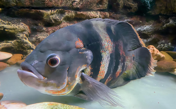 一条鱼在一个有岩石和水的水箱里的照片，鲫鱼，一条黑色和橙色条纹的鱼。图片下载