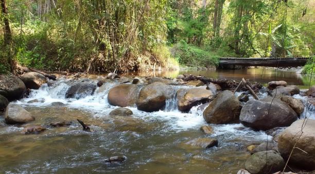 一条小溪穿过布满岩石的森林的照片。图片下载