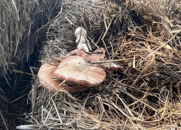 一张蘑菇坐在一堆干草上的照片，一堆干草上有一只鸟栖息。图片下载