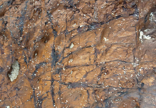 一张岩壁的照片，上面有一个鸟巢，悬崖的岩石表面有三叶虫。图片下载