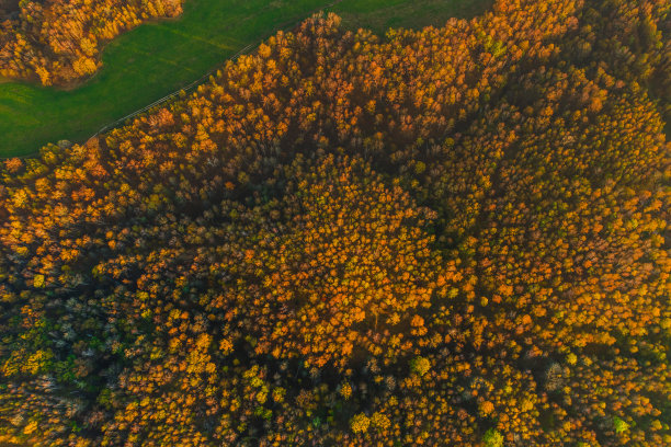 秋季森林鸟瞰图。无人机摄影。十月。可持续性。保护自然。橘子树图片下载