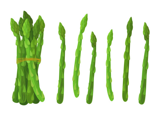 一套新鲜的绿色芦笋卡通风格。矢量插图的蔬菜大的和小的尺寸，不同的形状，捆绑与绳子，分别在白色背景。图片下载