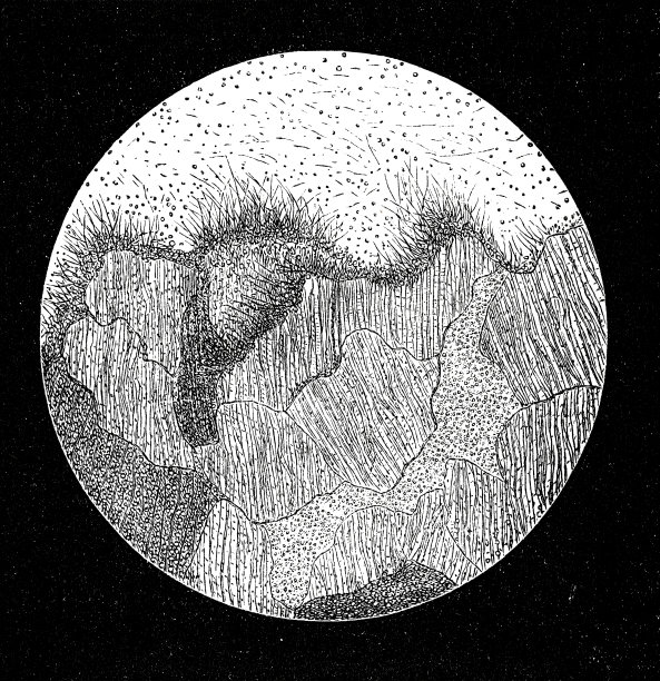 在显微镜下被真菌破坏的牙齿图片下载