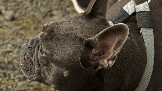 法国斗牛犬-侧面视图。图片下载