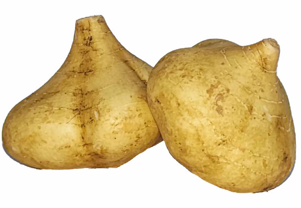 墨西哥萝卜、红薯、图片下载