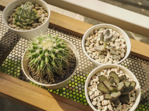 仙人掌和多肉植物的特写照片，白色塑料花盆放在架子上与阳光图片下载