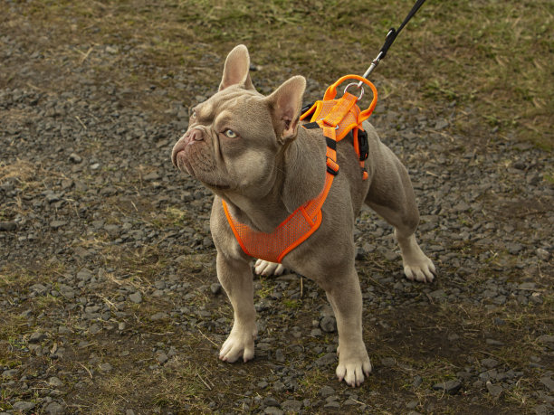 茶色法国斗牛犬领先。图片下载