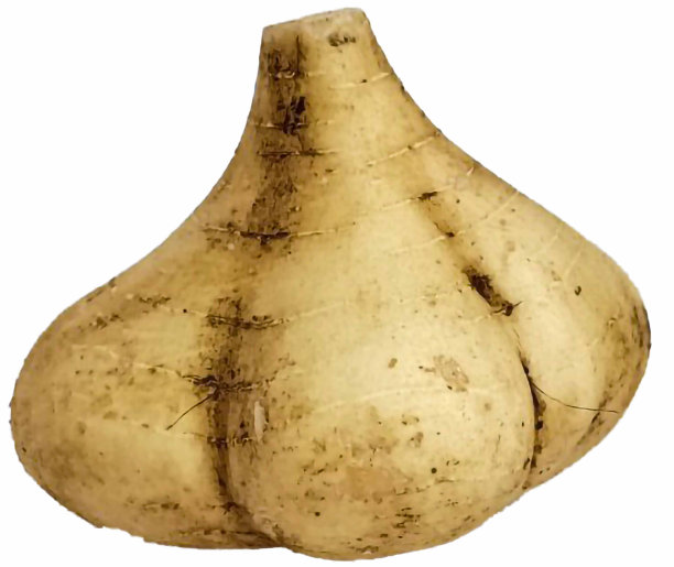 墨西哥萝卜、红薯、图片下载