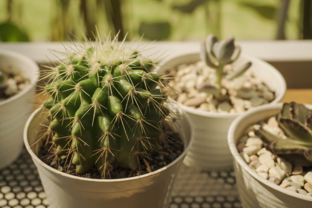 仙人掌和多肉植物的特写照片，白色塑料花盆放在架子上与阳光图片下载