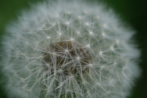 蒲公英白头。特写蒲公英种子头的宏观图像与精致的花边样的模式。蒲公英的细节照片。蒲公英封闭的花蕾蒲公英白色的花朵在绿色的草地上。图片下载
