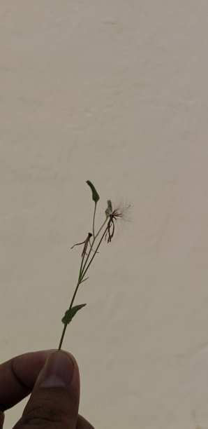 牵手草图片下载