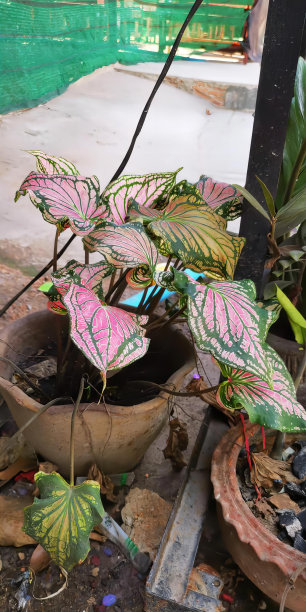 一株粉红色和绿色叶子的盆栽植物的照片，院子里的花园里的花盆和花盆。图片下载