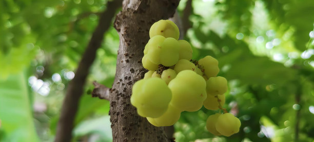 一张照片，一串葡萄挂在树上，小雕像挂在树上，森林里有绿叶。图片下载