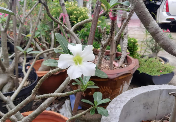 一幅白色花在盆栽中的照片，花盆和盆栽排成一排。图片下载