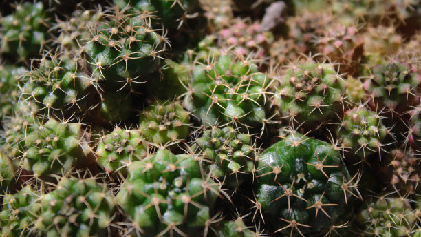 彩色仙人掌和多肉植物的特写照片，白色塑料花盆放在架子上与阳光图片下载