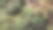 彩色仙人掌和多肉植物的特写照片，白色塑料花盆放在架子上与阳光图片下载