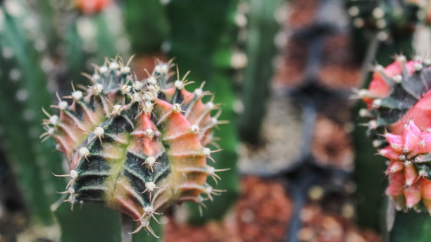 彩色仙人掌和多肉植物的特写照片，白色塑料花盆放在架子上与阳光。小装饰可爱的仙人掌带着锋利的刺。图片下载