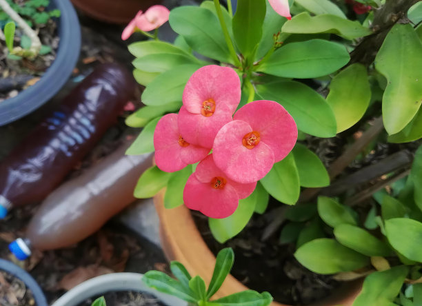 一张用蓝色水管浇灌的花盆里的花的照片，花园里用蓝色水管浇灌的花盆里的粉红色花。图片下载