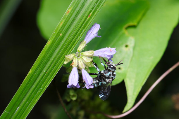 带来快乐的翠鸟杜鹃蜂(Rurimonhanabachi)，采集野生花秋野草(鼠尾草，野生动物特写微距照片)的花粉。图片下载