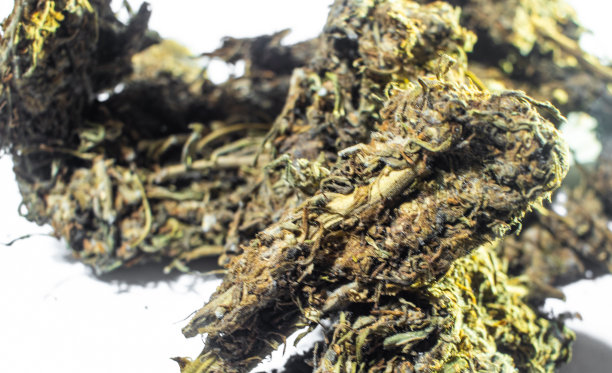 白色背景上的大麻芽。医用大麻的库存照片。完美的项目关于医疗，新闻，产品图片下载