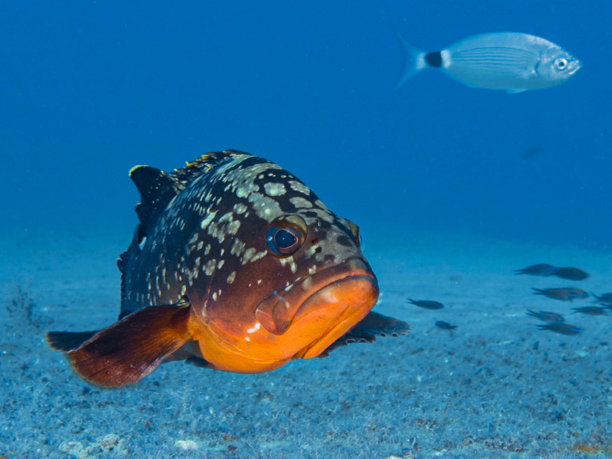 与石斑鱼面对面图片下载