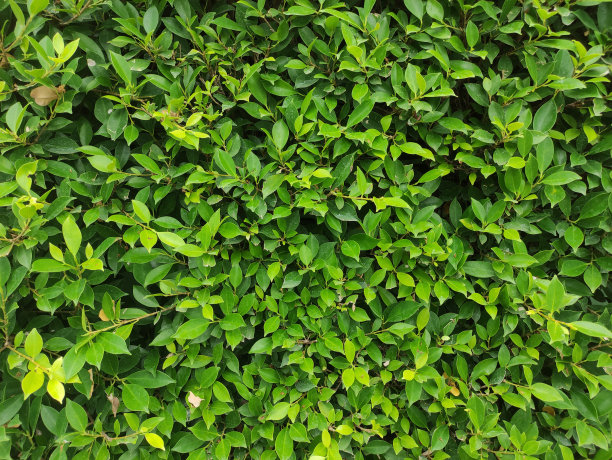 新鲜的深绿色树叶背景图片图片下载