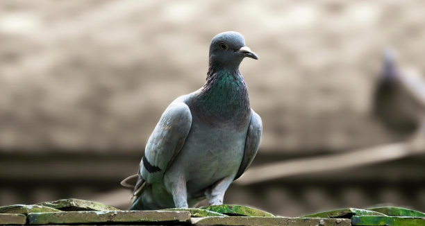 一张背景模糊的鸽子坐在窗台上的照片。图片下载